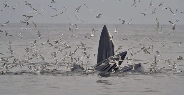 Las ballenas de Bryde se alimentan de peces pequeños, krill y otros tipos de zooplancton. Foto: Peter Ericsson / Flickr   