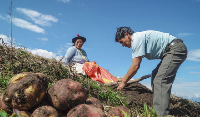 Agricultura en Perú. Foto: difusión    