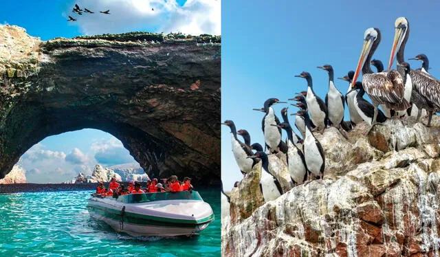 Paracas es una imporante reserva de fauna silvestre en el Perú. Foto: composición LR/Touring Cusco/Trawell Company   