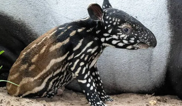 Tapir Malayo bebé en zoológico de Miami. Foto: Secret Miami   