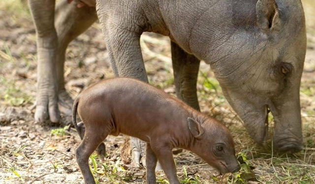 Tapir Malayo, bebé y su madre. Foto: Zoológico de Miami   