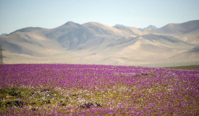  Desierto Florido de Atacama es que durante el fenómeno de la floración, se pueden llegar a observar hasta 200 especies de flores. Foto: Natgeo   