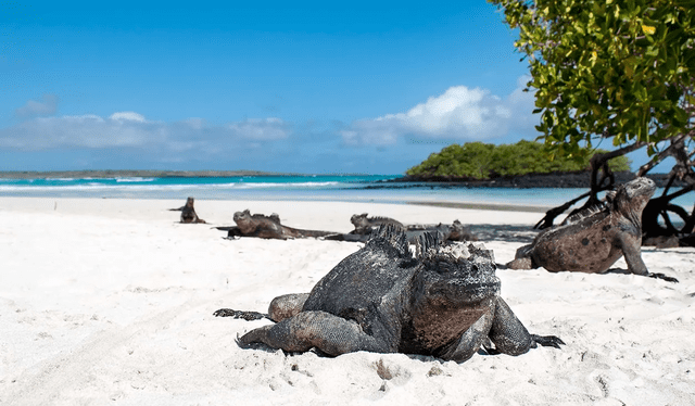 Esta playa paradisíaca es hogar de iguanas marinas y lobos marinos, y es ideal para actividades como el snorkel y el kayak. Foto: Maytenus Galapagos   