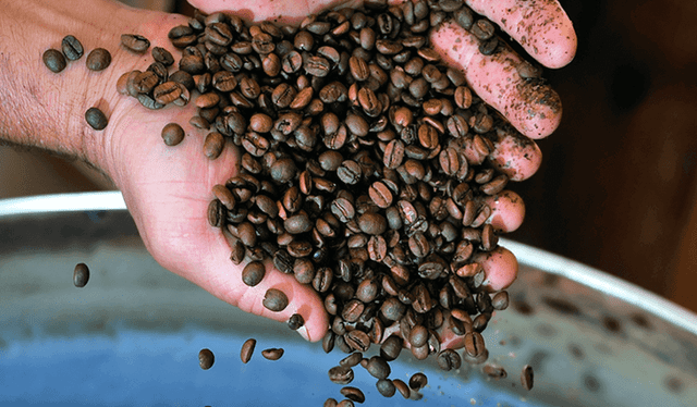 Esta nación supera los 5 kilos en consumo de café por persona. Foto: Amazonical   