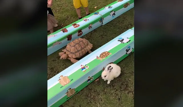 Tortuga ganó la carrera. Foto: TikTok    