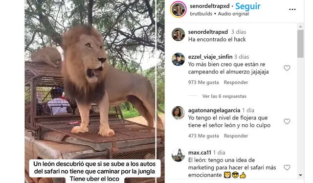  "Solo es un lindo gatito jugando", describieron usuarios. Foto: Instagram   