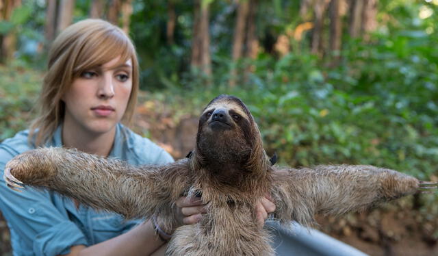 Rebecca Cliffe es una zoóloga británica, reconocida conservacionista y una de las expertas más destacadas en la biología y ecología de los perezosos. Foto: The Sloth Conservation Foundation   