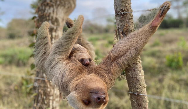 Los perezosos de tierras bajas presentan una ligera ventaja en relación con sus contrapartes de mayor altitud. Foto: INaturalist   