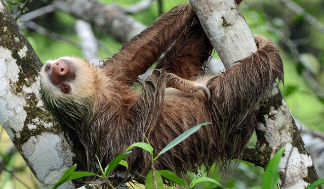 Varios factores podrían conducir a la extinción de estas poblaciones si no se implementan medidas urgentes para su conservación. Foto: INaturalist   