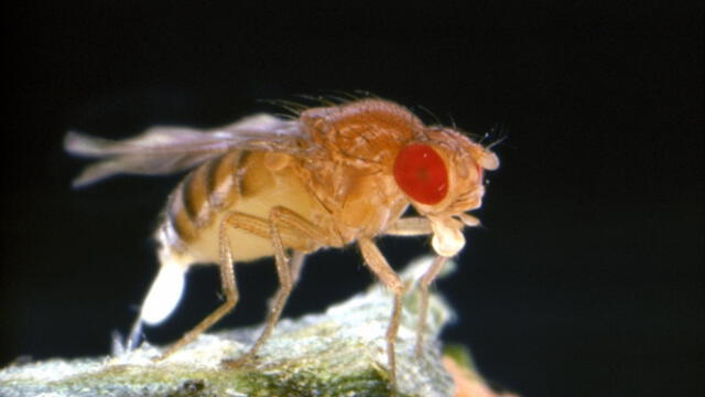  La mosca de la fruta es un insecto que experimenta una metamorfosis completa a lo largo de su desarrollo, pasando por cuatro etapas distintas: huevo, larva, pupa y adulto. Foto: RTVE   