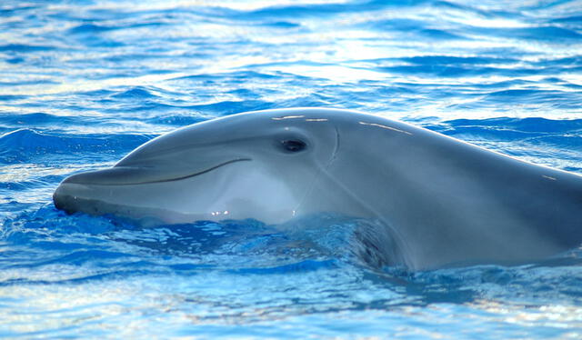 El delfin nariz de botella es uno de los cetáceos con mayor población en el mundo. Foto: Enrique Dans   