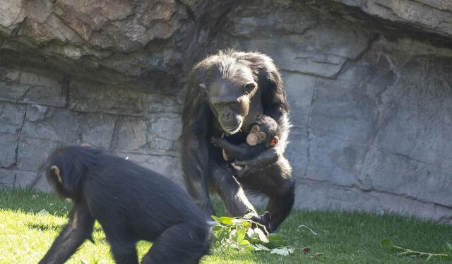  Las madres chimpancés desarrollan un vínculo extremadamente estrecho con sus crías, cuidándolas, protegiéndolas. Foto: BIOPARC   