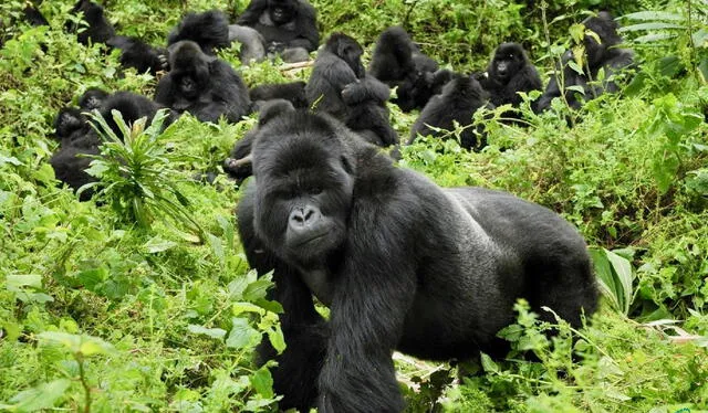 Uno de los últimos santuarios del gorila de montaña se encuentra en las selvas del Parque Nacional de los Volcanes, en Ruanda. Foto: Africae Travel   