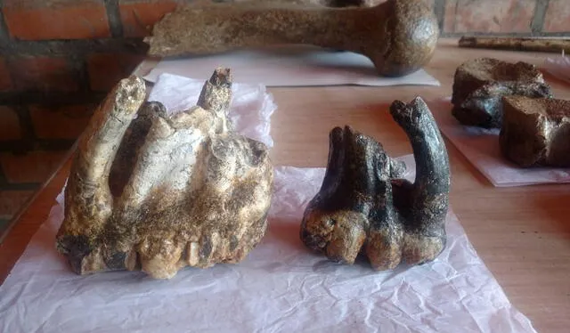 Molares de mastodonte encontrados en el lugar. Foto: Cortesía Oscar Díaz   