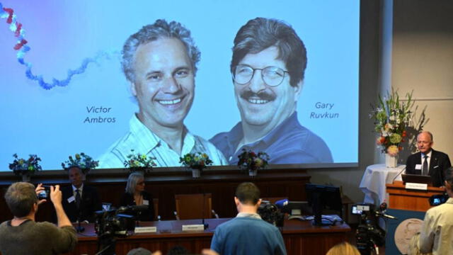  Victor Ambros y Gary Ruvkun publicaron su primer artículo de ARN en 1993, su Premio Nobel llegó después de 31 años. Foto: AFP   