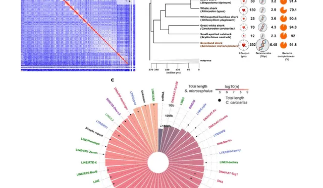 Características del ensamblaje del genoma del tiburón de Groenlandia. Foto: captura del estudio/Arne Sahm et al.   