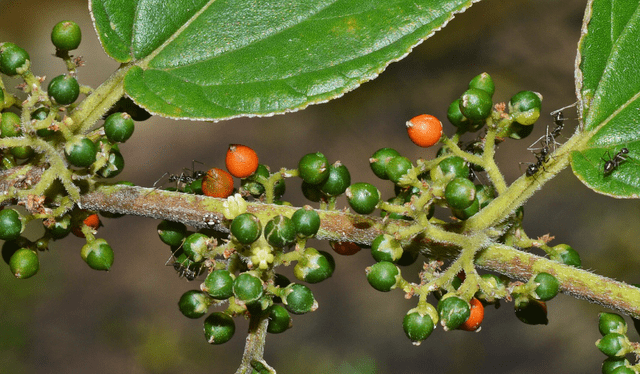  Trema micrantha blume es un arbusto que crece en áreas tropicales y es considerado maleza. Foto: Francisco Alba / Flickr   