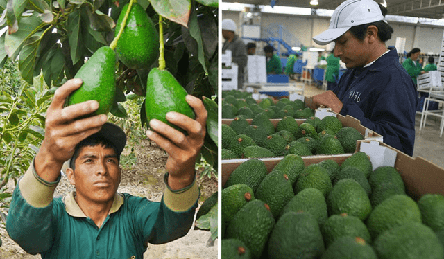 La palta es conocida como uno de los principales productos de exportación del Perú. Según la Administración Federal de Aduanas de Suiza, en 2023 se importaron unas 8.884 toneladas de paltes de Perú, lo que representa casi la mitad del total de importaciones. Foto: Andina   