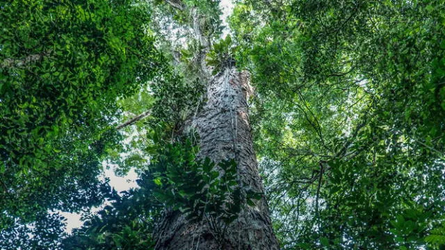  A<em>ngelim vermelho</em>, el árbol más alto de Latinoamérica, mide 90 metros y tiene más de 400 años. Se ubica en la Reserva Natural del Río Iratapuru.   