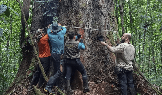  El equipo científico enfrentó diversas situaciones en condiciones extremas, terrenos difíciles y un esfuerzo significativo para llegar al árbol. Foto: CEFE/Joao Matos   