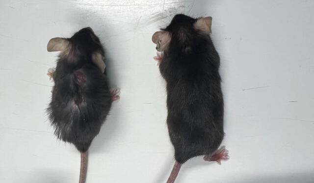  Ratones de la misma edad. El ratón de la izquierda ha envejecido normalmente sin intervención. El ratón de la derecha recibió un tratamiento con anticuerpo, lo que equivale a la mediana edad en un ratón. Foto: MRC Laboratory   