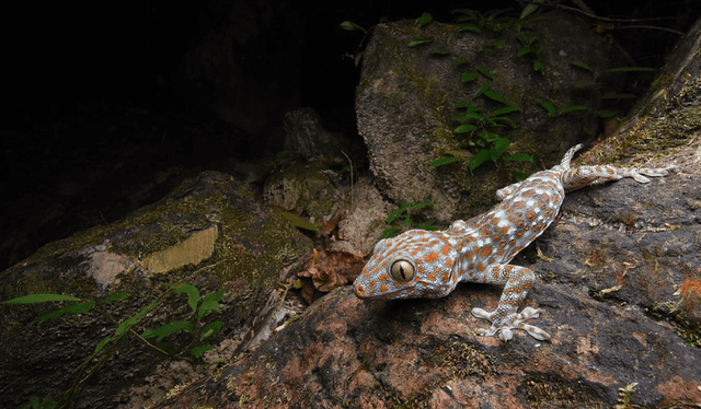 El gecko tokay tiene una excelente capacidad para camuflarse en su entorno. Foto: Thomas Frisby / Flickr   