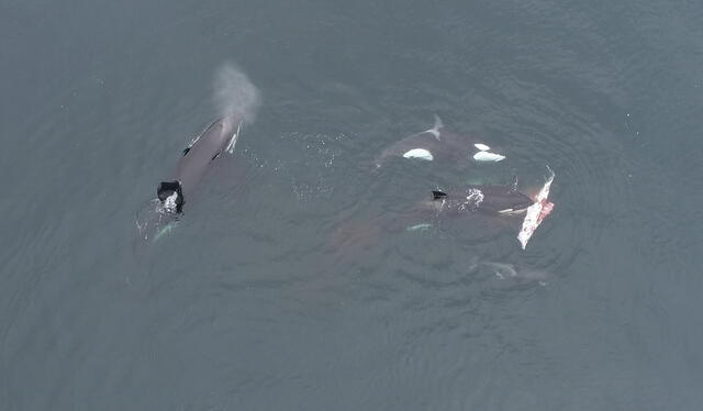 El nuevo tipo de caza de las orcas de esta parte de Chile podría causar un desequilibrio del ecosistema marino. Foto: captura de video/Cetalab   