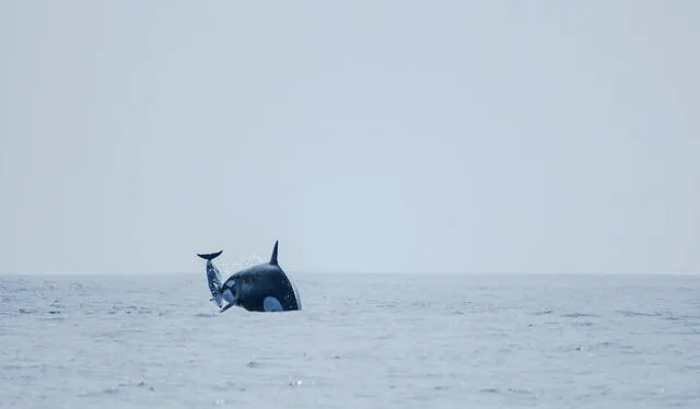 Mientras caza, una orca (identificada como la matriarca de la manada Dakota) lanza a un delfín oscuro al aire. Foto: Maikol Barrera.   