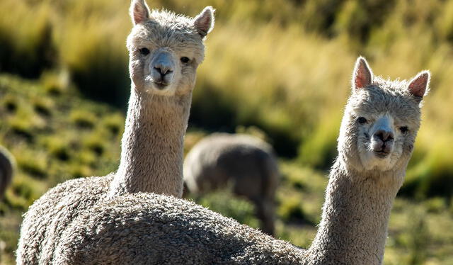  Las alpacas pueden vivir entre 20 y 25 años. Foto: difusión   