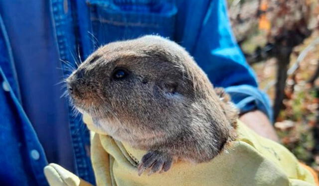 Este hallazgo es vital para la biodiversidad del Valle de Uco, en Argentina. Foto: Conicet/Gentileza investigadora    