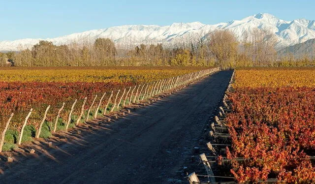 El Valle de Uco es un valle que forma parte de tres departamentos de Mendoza: Tunuyán, Tupungato y San Carlos. Foto: Cámara de Turismo de la Provincia de Mendoza   