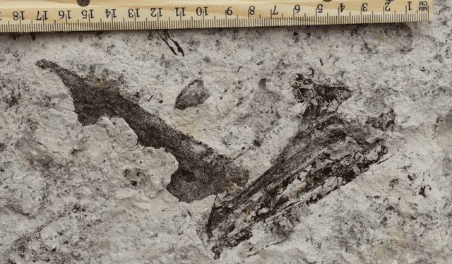  Los recientes descubrimientos de fósiles marinos de 9 millones de años siguen bajo la supervisión de expertos. Foto:Distrito Escolar Unificado de Los Ángeles    