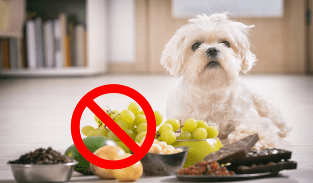  Los perros no pueden comer estos alimentos. Foto: VivaUSA 