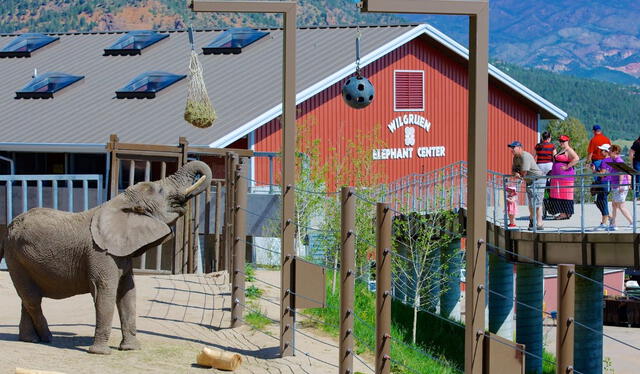 Elefante en el zoológico de Cheyenne Mountain. Foto: Expedia.com   