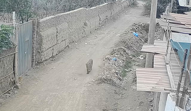 Puma fue grabado el último lunes 28 en Chincha. Foto: difusión    