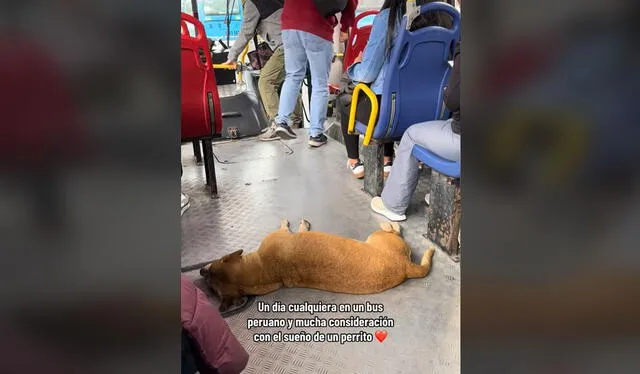 Curioso momento se viralizó en redes. Foto: TikTok   