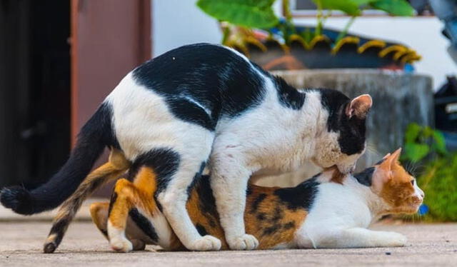 gata, gatos, mascotas, animales