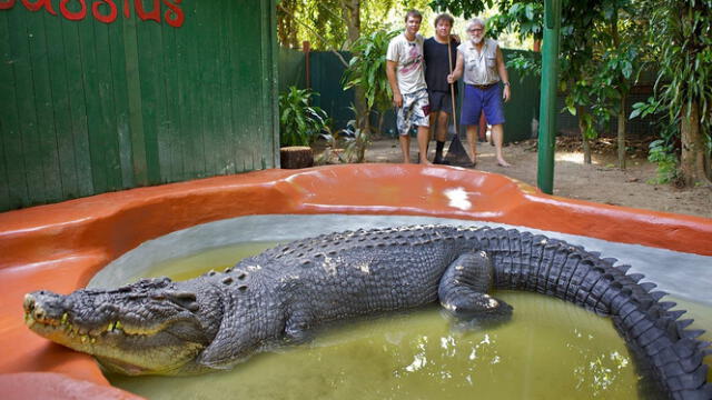  Cassius fue capturado en 1984 y trasladado al santuario en 1987, donde vivió hasta su fallecimiento en 2024. Foto: Marineland Melanesia   