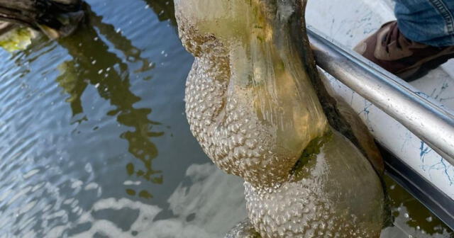  Briozoos son antiguos invertebrados que adaptan su vida en colonias, filtrando el agua y contribuyendo a la biodiversidad. Foto: Difusión 