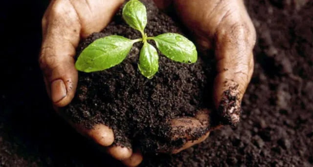  La Ingeniería Agroecológica solo se enseña en una universidad del Perú.    