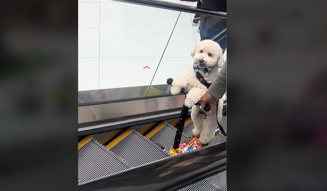 "El engreído del hogar", reaccionaron usuarios. Foto: TikTok   