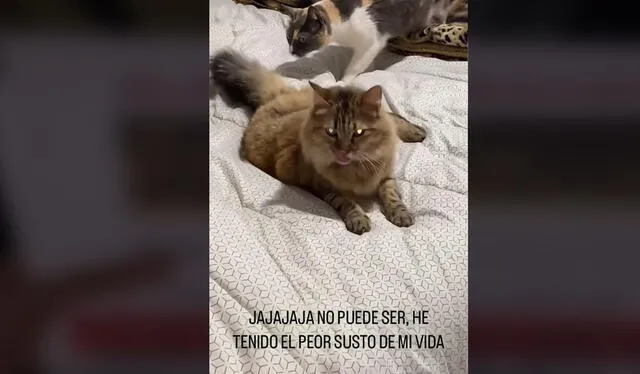 Clip generó varias reacciones. Foto: TikTok    