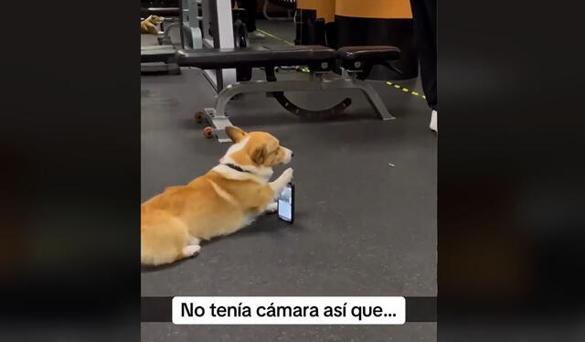 Clip es viral. Foto: TikTok    