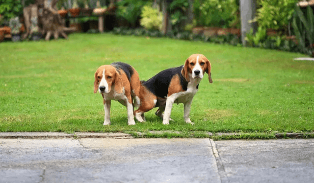 perros, animales, canes, por qué no se debe separar a los perros que se quedan pegados