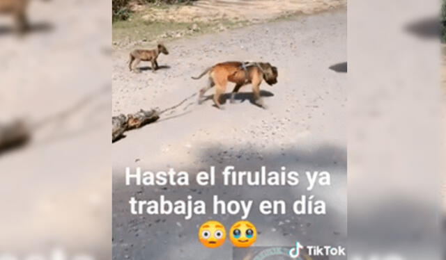 Clip es viral. Foto: TikTok   