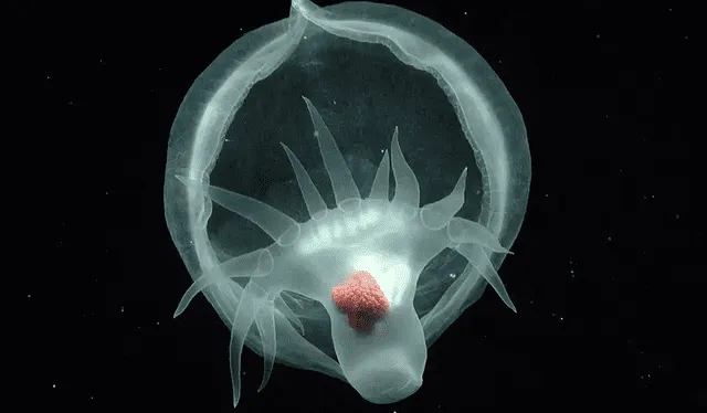  El Bathydevius caudactylus es una babosa marina única que vive en la columna de agua profunda de la Zona de Medianoche, un entorno donde la luz no penetra. Foto: MBARI   