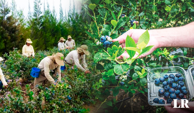  El Perú produce miles de toneladas de arándano al año. Foto: composición LR/ Agraria.pe   