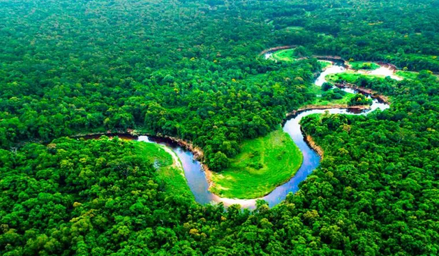  La Amazonía peruana, uno de los espacios naturales donde más especies de aves pueden observarse. Foto: Plataforma 10.    