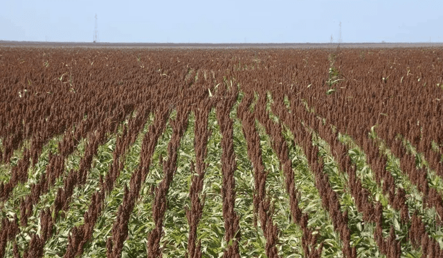  En 2023, China importó sorgo por un valor de 1.830 millones de dólares, mayormente de Estados Unidos, pero Brasil busca aumentar su participación en este mercado, actualmente del 0,29%. Foto: O Presente Rural<br><br>    