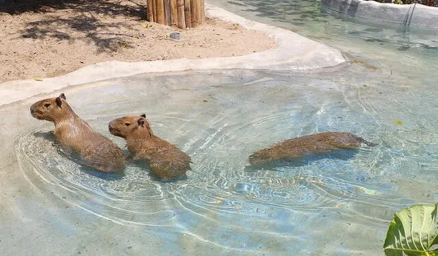  La gran mayoría de los visitantes del Parque de las Leyendas preguntan a menudo por estos roedores. Foto: Parque de las Leyendas   